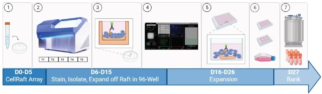 Identifying rare double positive clones