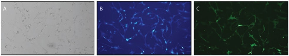 Identifying rare double positive clones