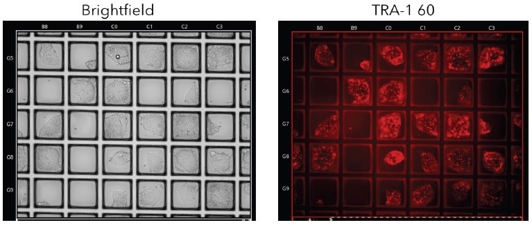 How to make iPSC cloning more efficient?