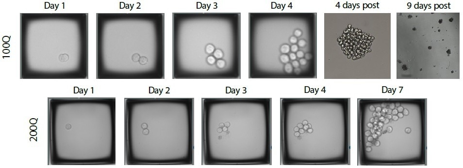 Challenges and opportunities in monoclonal cell lines
