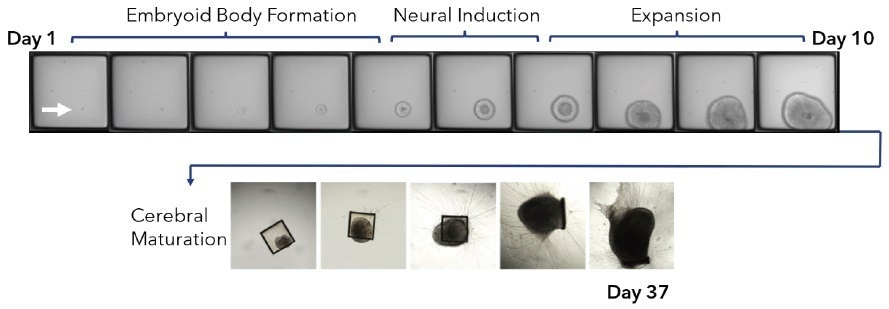 What platforms to develop clonal iPSC derived organoids?