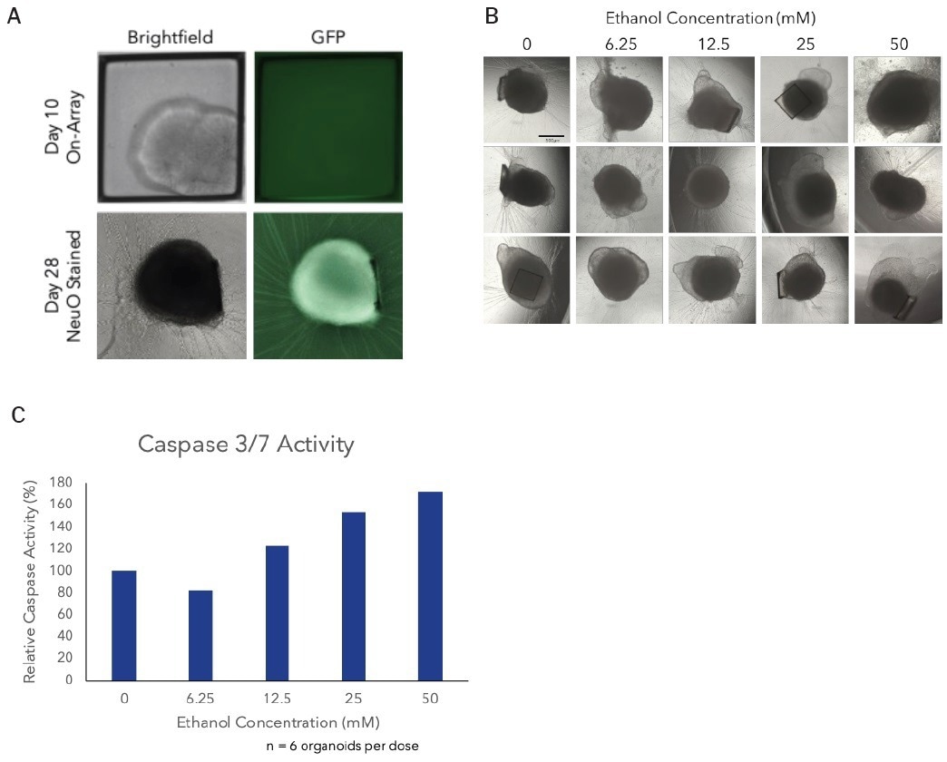 What platforms to develop clonal iPSC derived organoids?