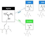 Arginine post-translational modification detection via Next-Generation Protein Sequencing™