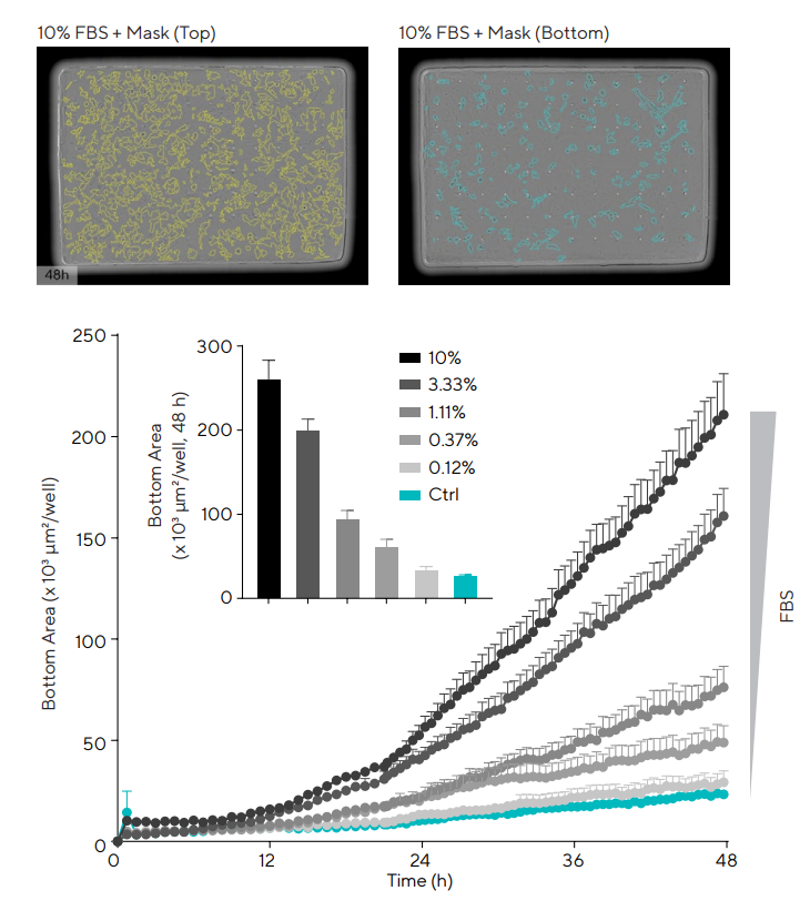 T98G astrocyte chemotactic migration towards FBS. T98G cells were plated in the top chamber of the Incucyte® Clearview 96-Well Plate coated with PDL (0.1 mg/mL) at a density of 1,000 cells/well. Once the cells had adhered, Fetal Bovine Serum (FBS; 0.12–10%) was added to the bottom chamber as a chemoattractant. Images, and respective masks, are representative of the top and bottom side of the membrane at 48 h post-addition. Time-course and bar-graph data indicate a concentration-dependent increase in migration through the pore with increasing levels of FBS. Data presented as mean ± SEM, 6 replicates