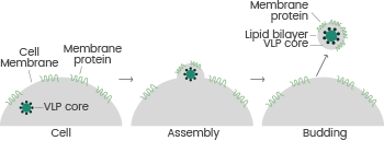 Exploring the significance of transmembrane protein expression for advancing science and medicine