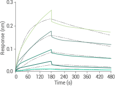 Anti-GPRC5D antibody on Protein A Biosensor binds the Human GPRC5D-Detergent Protein (His & FLAG Tag) with an affinity constant of 58.1 nM, as determined by BLI assay (ForteBio Octet Red384).