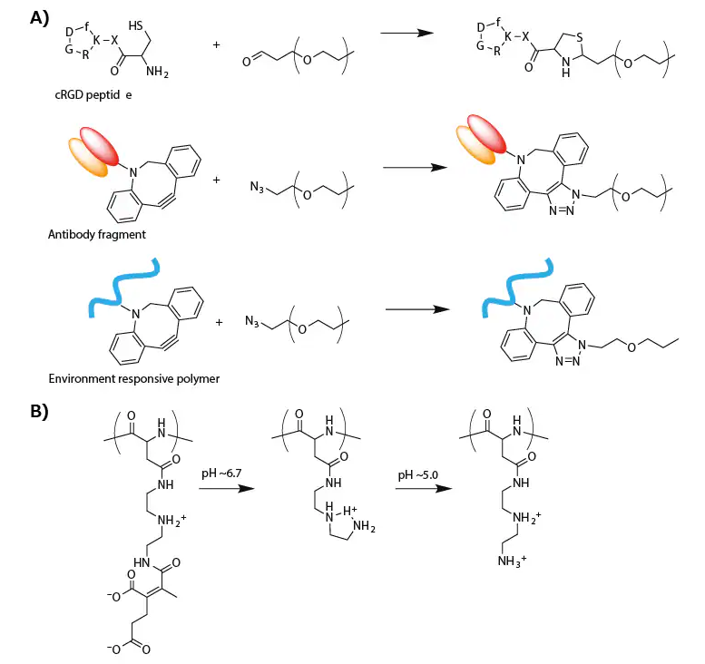 A) Synthesis scheme of modified PEG for targeting delivery of oligonucleotide. B) Change in the chemical structure of PAsp(DET-CDM) induced by biological pH change.