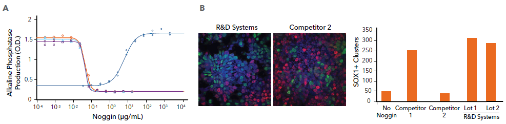 Lot-to-Lot Consistency Testing of Recombinant Human Noggin Demonstrates that R&D Systems Noggin Protein Displays Minimal Lot-to-Lot Variability and Higher Activity than Two Leading Competitors’ Noggin Proteins.