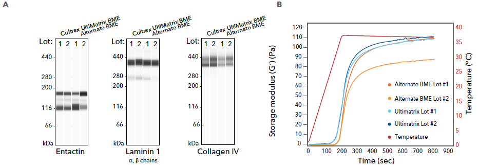 Cultrex UltiMatrix RGF Basement Membrane Extract (BME) Displays Consistent Lot-to-Lot ECM Composition, High Tensile Strength, and Gel Rates