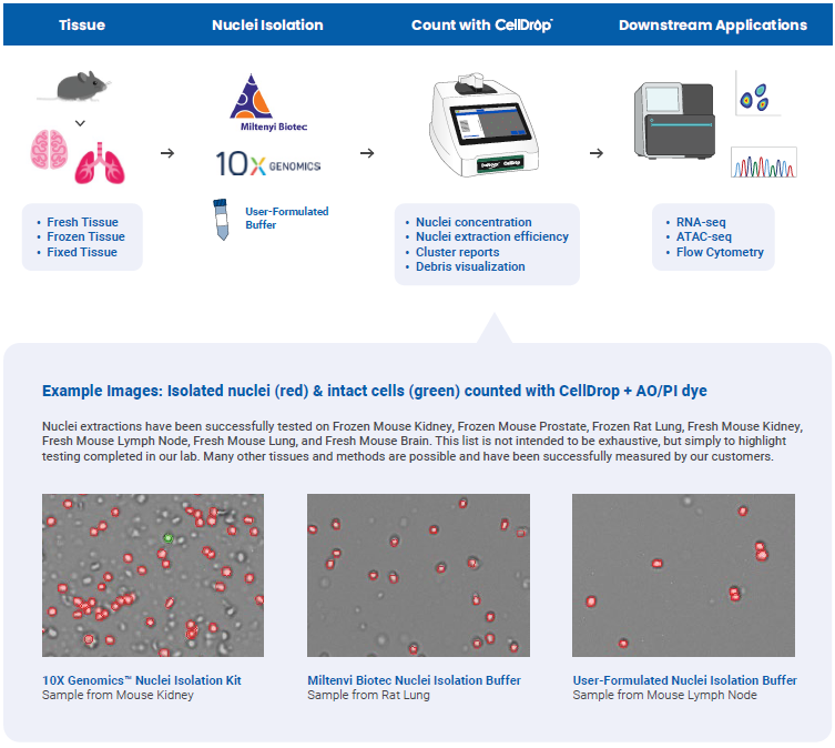 How to automate counting of isolated nuclei?