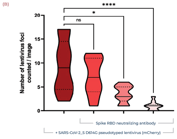 Lung MPS predict efficacy of COVID-19 neutralising antibodies. (A) Alveolar cultures were incubated with increasing concentrations of monoclonal antibody against the Spike RBD (0.05, 0.5, 5 μg/ml), before being infected using pseudotyped lentivirus expressing SARS-CoV-2 Spike (D614G) protein. Cultures were incubated for 48 hr before being fixed and stained for actin (green), DNA (blue) and mCherry (red). Scale bar, 100 μm. (B) Number of infection foci per image (10 images/condition)