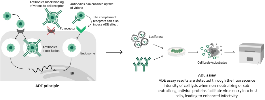 In vitro bioassay services for enhanced antibody drug development: A focus on efficacy evaluation and quality control