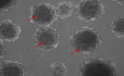 iPSC-derived human vascular organoids were cultured with FGF2 (Cat#: 10014-HNAE), VEGF165 (Cat#: 11066-HNAH), EGF (Cat#: 10605-HNAE). Red arrows represent vascular organoids.