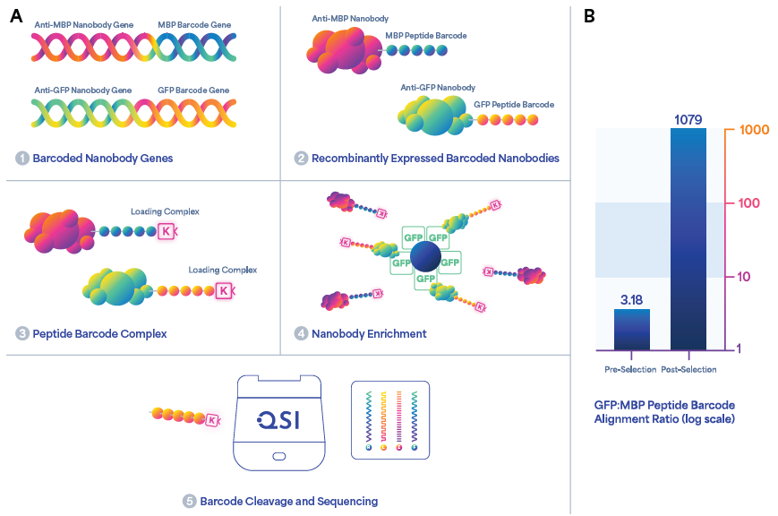 Workflow for enrichment and sequencing of barcoded nanobodies. (A) Schematic representation of the differential enrichment of an anti-GFP nanobody by peptide barcoding. Model anti-GFP and anti-MBP nanobody genes were encoded with unique peptide barcodes and expressed recombinantly. The proteins were purified, labeled with an azide tag, and conjugated to macromolecular linkers. The nanobodies were enriched using GFP immobilized on magnetic beads. After selection, the barcodes were eluted by proteolysis and sequenced on Platinum. (B) Bar graph quantification of pre- and post-selection barcoded nanobody libraries indicating a > 300-fold enrichment for the anti-GFP nanobody post-selection based on the ratio of GFP to MBP peptide barcode alignments.