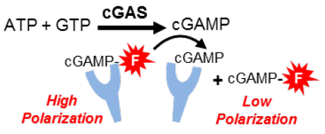 Transcreener cGAS Assay principle: in the competitive fluorescence polarization (FP) immunoassay for cGAMP, enzymatically generated cGAMP displaces a fluorescent tracer from mAb causing a decrease in its polarization
