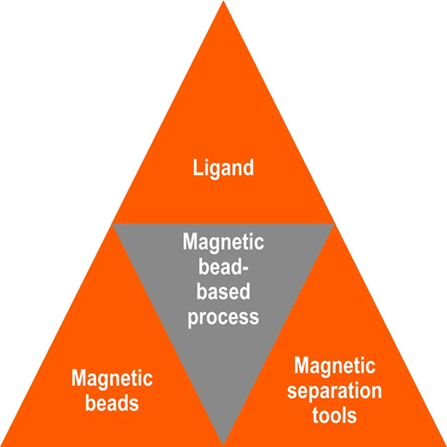 Schematic representation of the technolo gies involved in magnetic bead-based processes.