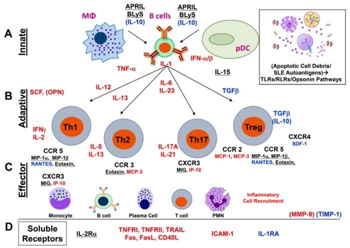Systemic Lupus Erythematosus.