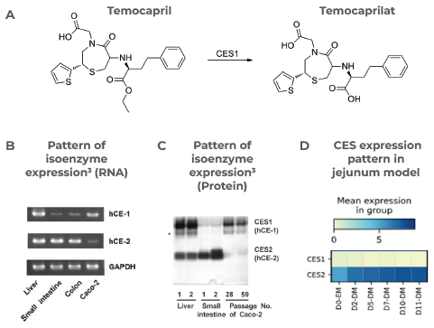 Case study 1, Temocapril. Resistance of Temocapril to intestinal clearance observed in the primary cell Gut/Liver MPS, correlated with isoenzyme expression in the human intestine.