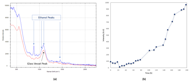 Raman spectra of the brew the start (red) and after 200h into the fermentation process (a) and relative intensity of the 876 cm-1 band at different phase of the fermentation process (b).