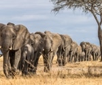 Using laser doppler vibrometry to decipher vocal patterns in African elephant communication