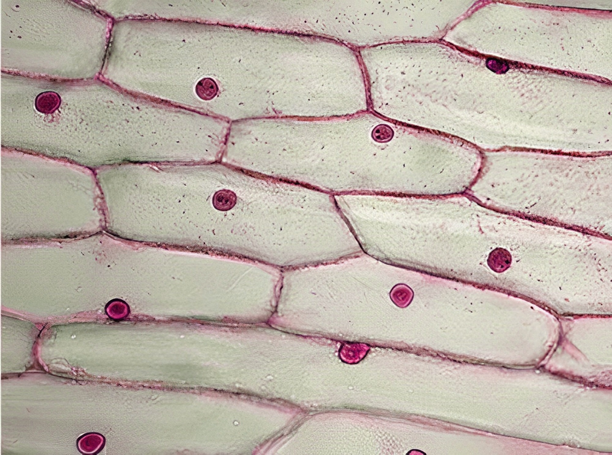 plant tissue
