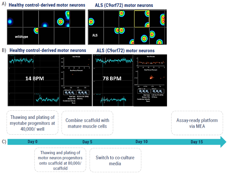3D Model: MEA NMJ model measuring motor neuron-induced skeletal muscle contraction for ALS. (A) The MEA platform measures skeletal muscle contraction driven by innervated motor neurons from the scaffold above, where neurites span a 50um fluidic space between the cell types. (B) The C9orf72 hyperexcitability phenotype of the ALS motor neurons is demonstrated here by the increased number of driven contractions (“beats”) per minute, BPM, compared to the healthy control-derived motor neurons. (C) Schematic timeline of the protocol used to generate the assay-ready platform in 15 days