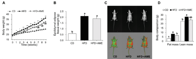 AME extract supplementation results on an HFD-induced mouse model. (A) Body weight changes measured via the iNSiGHT DXA from week 0 to 9. (B) Epididymal adipose tissue weight. (C) Representative images captured on the iNSiGHT DXA. Upper images are the X-ray attenuated image, while the bottom images are the lean mass (green) versus fat mass (red) regions identified in the mice. (D) The automated calculated lean and fat mass via the iNSiGHT DXA comparing the CD, HFD, and HFD+AME2