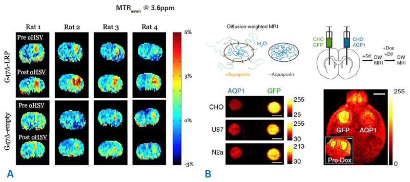 Examples molecular MRI using reporter gene approaches. A) CEST-MRI imaging of oncolytic virus therapy in brain tumors using LRP reporter. Shown are amide proton CEST amplitude maps of eight rats before and after oncolytic herpes simplex virus (oHSV) therapy. Animals were inoculated with tumor cells that were transfected to express either LRP (G47Δ-LRP) or received a control construct (G47Δ-empty). The oncolytic virus therapy leads to an increased LRP signal within the tumors. Courtesy: Christian T. Farrar, Department of Radiology, Athinoula A. Martinos Center for Biomedical Imaging, Massachusetts General Hospital and Harvard Medical School, USA. B) Aquaporin 1 (AQP1) as a new genetically encoded reporter for diffusion weighted MRI. Top: Illustration showing the change in water diffusion when a cell expresses aquaporin receptors. Bottom left: Diffusion-weighted images of CHO, U87, and Neuro 2a cell expressing either AQP1 or green fluorescent protein. Scale bars = 3 mm. Bottom right: Tumor cells expressing either AQP1 or green fluorescent protein under the CHO promotor were inoculated into the right and left striatum of a mouse. Diffusion-weighted MRI was performed before and after doxycycline (Dox) administration. Representative diffusion-weighted image of a coronal brain slice with bilateral tumor xenografts, 48 h after doxycycline administration. Inset shows a diffusion-weighted image of the same mouse acquired before doxycycline injection. Scale bar = 2 mm