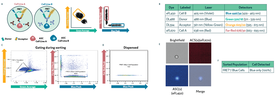 Isolation of Subpopulations of Secreting Cells on Cyto-Mine® Chroma. Two differentially labelled cell populations were pre-mixed with anti-mouse IgG FRET probes and loaded onto Cyto-Mine® Chroma. (a) Schematic diagram for assay reaction and gating strategy during sorting. (b) List of fluorochromes used in the assay. c) Cells were gated in sorting on FRET+ followed by Blue cell- only gating. d) Profile of cells dispensed. (e) Example images of dispensed cells following sorting and dispensing of specific cell population. (f) Microscopy data of dispensed cells was used to determine the accuracy of gating during sorting