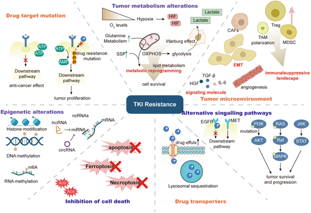 Mechanisms of Tumor Resistance to Tyrosine Kinase Inhibitors (TKIs).