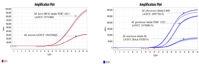 Image representing probe based Real-Time amplification plots of ATCC standards (MTB and NTM) confirmed by Hi-PCR® MTB/NTM Probe PCR kit on Applied Biosystems Quant Studio 5 Real Time PCR System