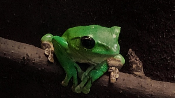 Amphibians live in and out of water, like amphiphilic molecules