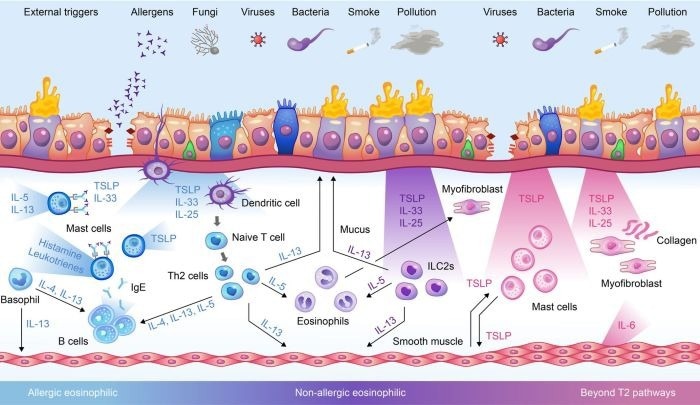 The role of TSLP in driving asthma disease mechanisms via different inflammatory pathways