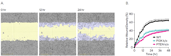 Quantifying Migration Profiles of HeLa WT and Knockout Cell Lines. HeLa WT, HeLa PI3K knockout and HeLa PTEN knockout cell lines were seeded into an Incucyte<sup>®</sup> Imagelock Plate (30,000 cells/well) and allowed to adhere overnight. Precise, reproducible wounds were created using the Incucyte<sup>®</sup> Woundmaker Tool and phase-contrast images were acquired every 2 hours using the Incucyte<sup>®</sup> Live-Cell Analysis System. (A) Time-lapse phase images shown migration for HeLa WT cells over 24 hours, with segmentation masks shown for initial scratch (blue) and wound closure over time (yellow). (B) Kinetic quantification revealed differential migration rates for WT vs knockout cells, which plateaued by 48 hours for all cell lines. Data shown as mean ± SEM, n = 12 replicates