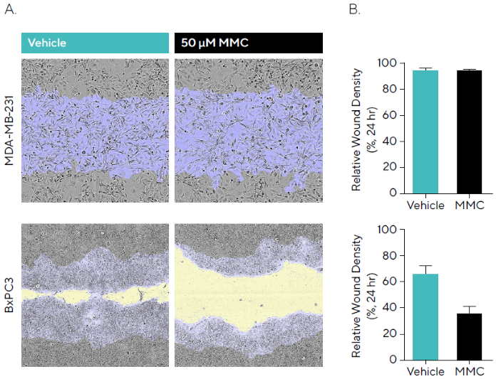 Anti-Proliferative Effects of Mitomycin C (MMC) During Cell Migration. MDA-MB-231 and BxPC3 cells were seeded (30,000 cells/well and 50,000 cells/well, respectively) and, once a monolayer had formed, pre-treated with 50 μM MMC for 4 hours. Cells were wounded, washed and migration was monitored using the Incucyte<sup>® </sup>Live-Cell Analysis System. (A) Phase images at 24 hours show reduced wound closure in the presence of MMC in BxPC3 but not MDAMB- 231 cells compared to vehicle. Segmentation masks shown for initial wound mask (blue) and wound closure over time (yellow). (B) Bar graphs indicate that for MMC, BxPC3 showed attenuated migration compared to vehicle, while MDA-MB-231 cells showed no reduction indicating wound closure is driven by migration. Data shown as mean ± SEM, n = 6–8 replicates