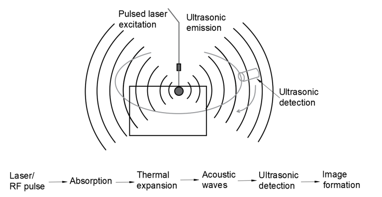 Photoacoustic microscopy uses both light and acoustic methods to produce an image more detailed than could be produced by either method alone.
