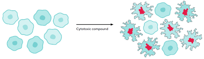 Schematic Demonstrating Assay Principle of Live-Cell Incucyte<sup>®</sup> Cytotoxicity Assay