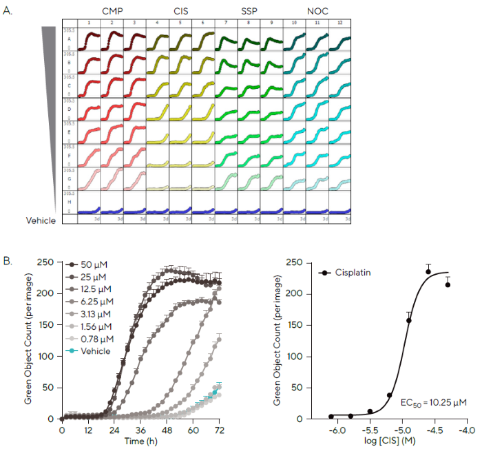 Automatic Analysis of Cytotoxicity in a High-Throughput Manner