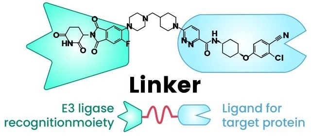 Structure of a PROTAC. The molecule links an E3 ligase-binding domain to a target protein ligand via a flexible chemical linker, enabling targeted ubiquitination and subsequent proteasomal degradation6