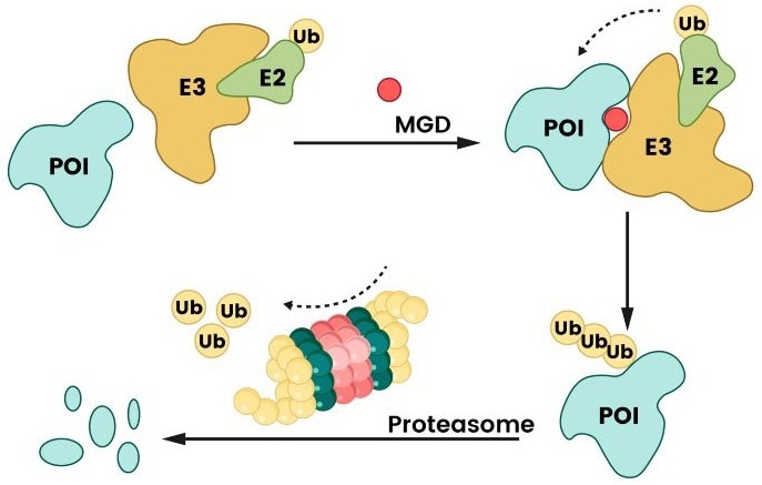 Degradation mechanism of MGD. MGD facilitates the interaction between a protein of interest (POI) and an E3 ligase by binding to either the E3 ligase or the POI, thereby promoting ubiquitination and subsequent proteasomal degradation<sup>2</sup>