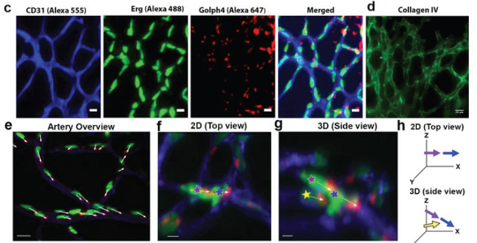 Light-sheet fluorescence microscopy was used to study subcellular components and cellular polarization. (c) Retina stained with antibodies for blood vessels using anti-CD31(Alexa 555), vascular nuclei Anti-Erg (alexa488), and Golgi apparatus using anti-Golgi (Golph4, Alexa 647). (d) Collagen IV stained retina. (e) Image showing aligned cell polarization. Figure 1 - figure supplement 1 reproduced under CC BY 4.0 DEED license.<sup>9 </sup>