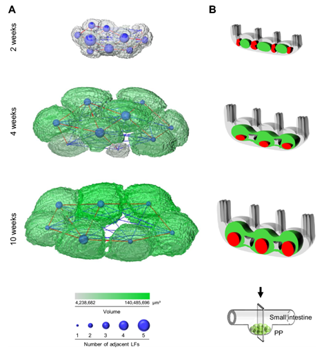 3D analysis of Peyer’s patches in Amira Software. A) Lymph follicle volume is shown in green, with junctions between LFs shown in blue. B) Germinal cell development (red) indicates that PPs develop preferentially near the muscle layer