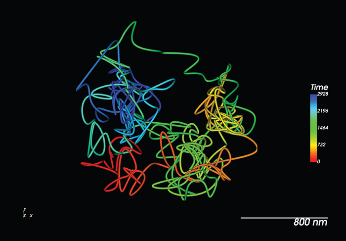 Live tracking of a single RNA molecule with MS2/ MCP in a living model organism