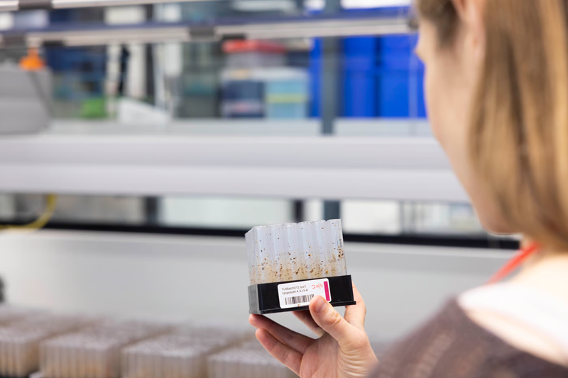Scientist holding a tray filled with multiple test tubes, each containing fly pupae.