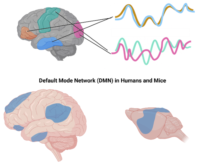 Mapping brain networks using functional ultrasound
