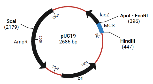 Plasmid map of pUC19 with several restriction endonuclease cleavage sites. Figure created with BioRender.com