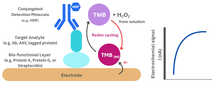 Advancing protein quantification with redox electrochemical detection