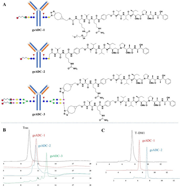 HIC and SEC analysis of gsADCs. (A) Detailed structures of 3 gsADCs. (B) HIC analysis of 3 gsADCs. (C) SEC analysis of gsADC-1 and gsADC-2.