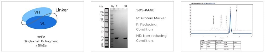 TurboCHO system for recombinant antibody expression in mammalian cells