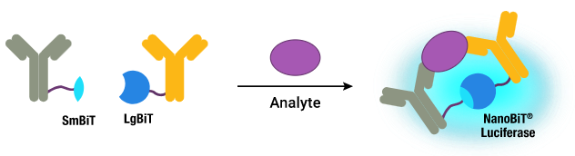 Immunoassay research with Lumit™